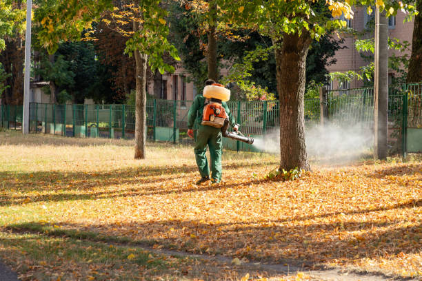 Flea Control Services in Trabuco Canyon, CA