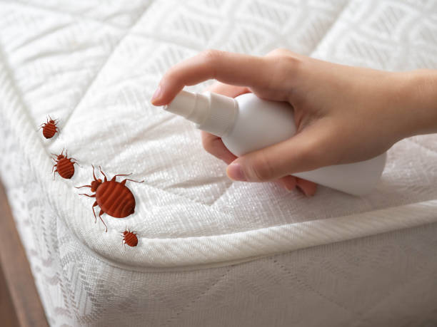 Best Spider Control Near Me  in Trabuco Nyon, CA