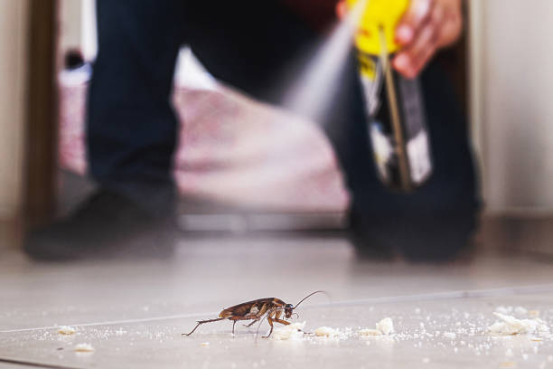 Best Best Pest Control Companies  in Trabuco Nyon, CA